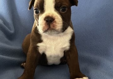 Beautiful Boston terrier puppies