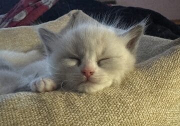 Mason – Blue Point Ragdoll Kitten