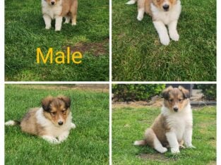 * lowered price * only 2 males left Rough Collie