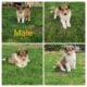 * lowered price * only 2 males left Rough Collie