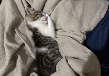 Kitten up for adoption