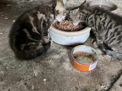 Kittens