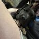Great Dane Puppies