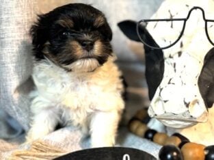 Female Havanese AKC registered Female Snickers