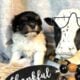 Female Havanese AKC registered Female Snickers