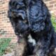 Copper – Male – Tri-Color Phantom Aussiedoodle