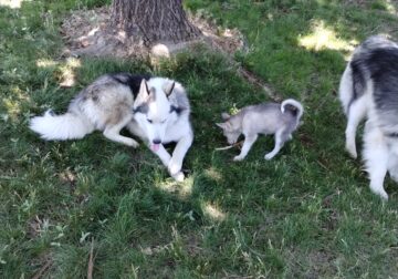 Re-homing 8 month male husky