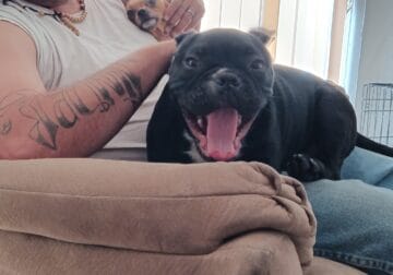 Frankie the American Bully