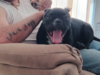 Frankie the American Bully