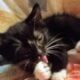 Maine Coon Mix Kittens need good Homes
