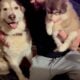 Female Alaskan Malamutes (8 weeks old)