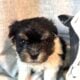Female Havanese AKC registered Female Snickers