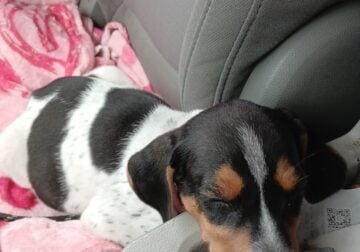 Sell a 8 weeks old pup