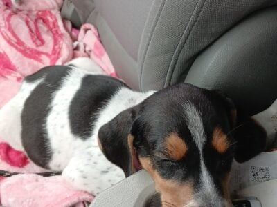 Sell a 8 weeks old pup