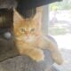 Maine Coon Polydactyl Orange Tabby Male