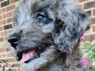 Bluebell – Female Blue & Red Merle F1 Aussiedoodle
