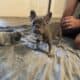 French bulldog puppies