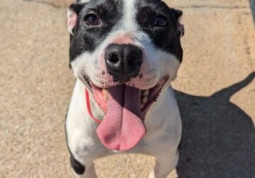 Female Pit mix (Prius)
