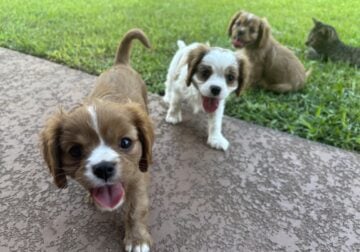 Cavalier King Charles Spaniel puppies for sale