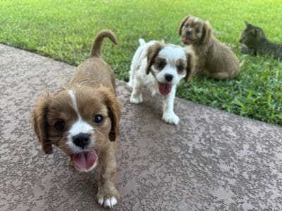 Cavalier King Charles Spaniel puppies for sale
