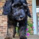 Copper – Male – Tri-Color Phantom Aussiedoodle