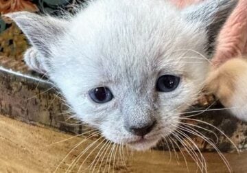 SIMMALAYAN KITTENS