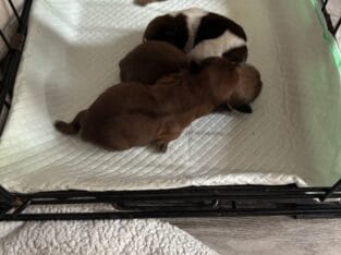 Shih Tzu puppies