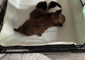 Shih Tzu puppies