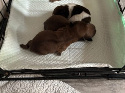 Shih Tzu puppies