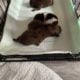 Shih Tzu puppies