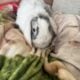 Adorable Bunnies Looking for a Loving Home