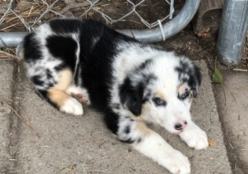 Australian Shepherd Puppies