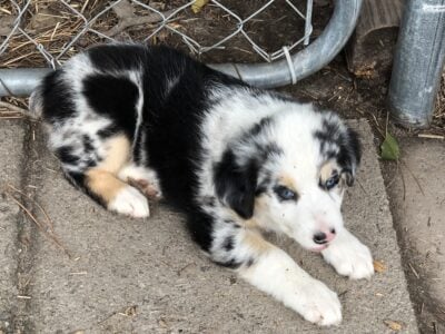 Australian Shepherd Puppies