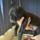 Cane Corso puppies