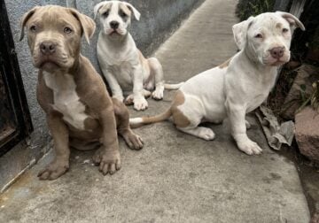 3 pitbulls