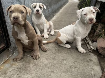 3 pitbulls