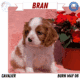 AKC CAVALIER PUPS