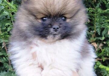 Pomeranian puppies