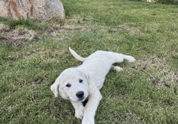 German shepherd Great Pyrenees puppy