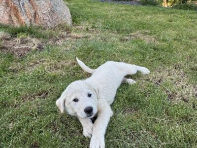 German shepherd Great Pyrenees puppy