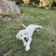 German shepherd Great Pyrenees puppy