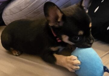 Puppies