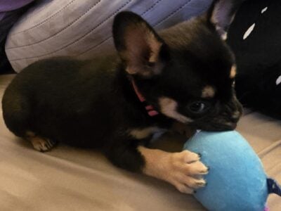 Puppies