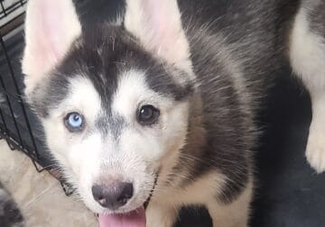 AKC Siberian Husky