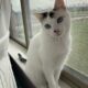 White Cat to Rehome