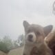 Corgi puppies