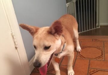 Rehoming my parents’ dog