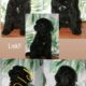 Standard poodles puppies