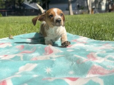 Mini Dachshund