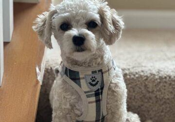 Little Coco
